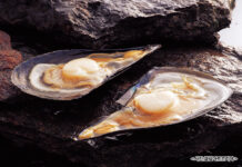 영양가 풍부한 4월 수산물 2가지