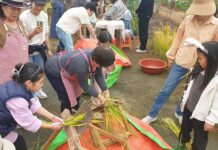 천배의 벼 체험 프로그램 성료